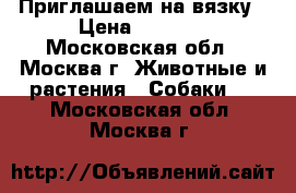 Приглашаем на вязку › Цена ­ 4 000 - Московская обл., Москва г. Животные и растения » Собаки   . Московская обл.,Москва г.